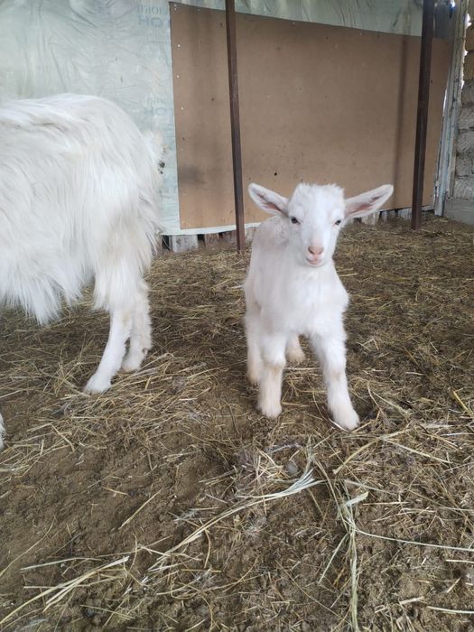 Продаются козлята