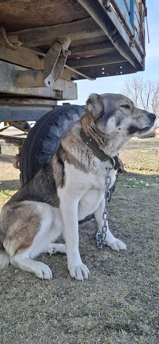 Алабай          .