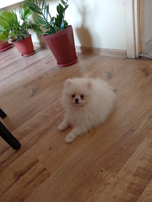 Момиче на 3 месеца