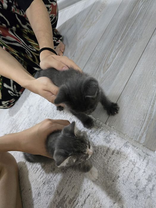 2 котики мальчик и девочка