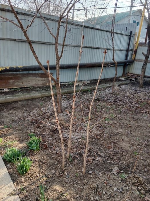 Дерево Каштан Яблоня