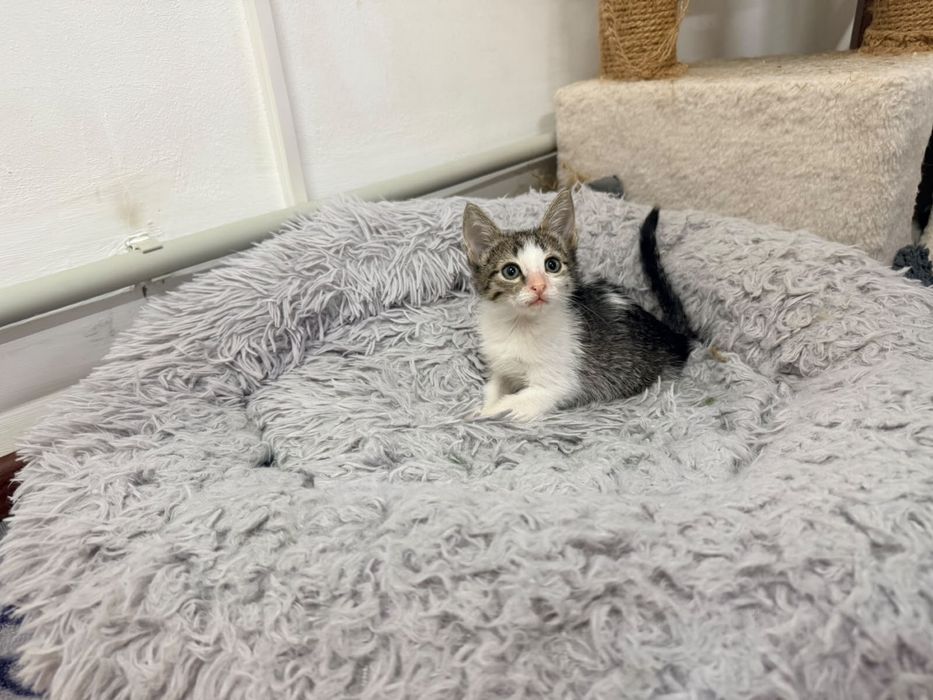 Котенок девочка и мальчик 2 месяца