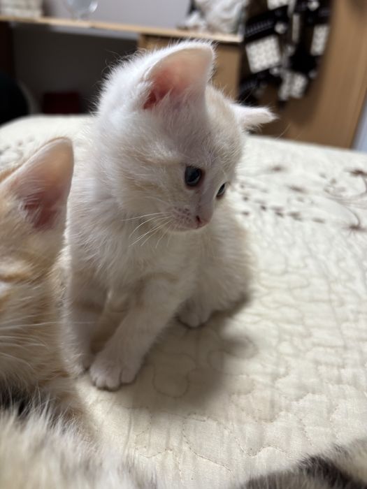 Отдам котенка( Девочка)