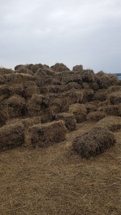 Продам сено в тюках