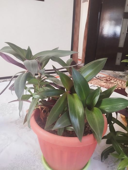 Комнатные цветы/Үй гүлдері