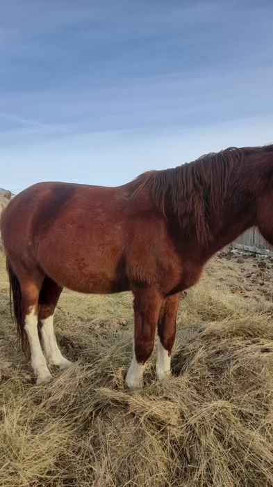 Табунный жеребец