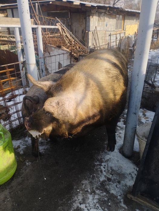 Продам рабочего кабана