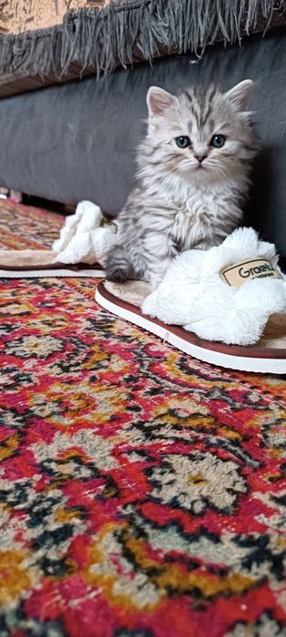 Котята шотландцы