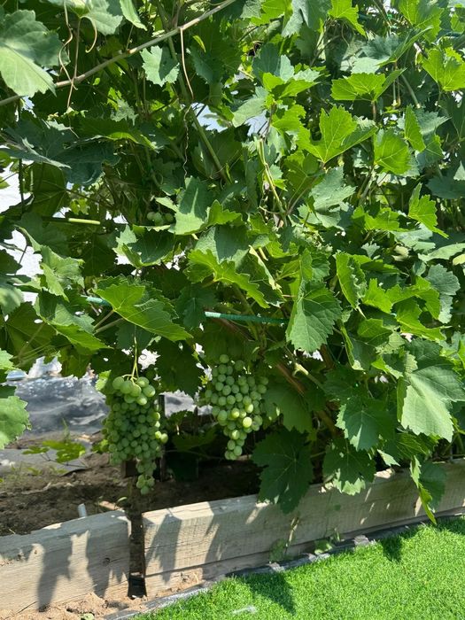 Продам Дачу на ПК Здравница