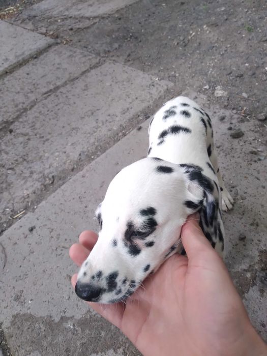 Животные собаки далматин