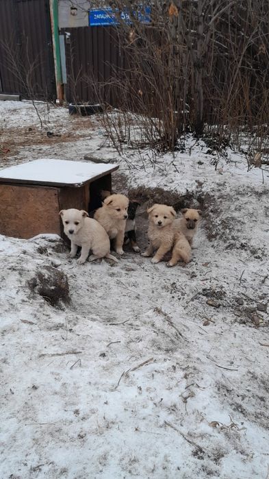 Дарю, мальчики  звоночки