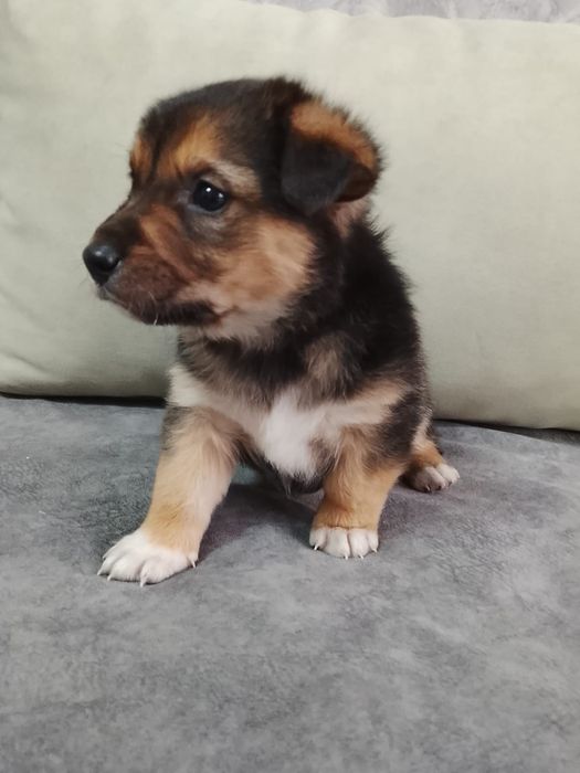 Щенятки выбор очень большой в отлове