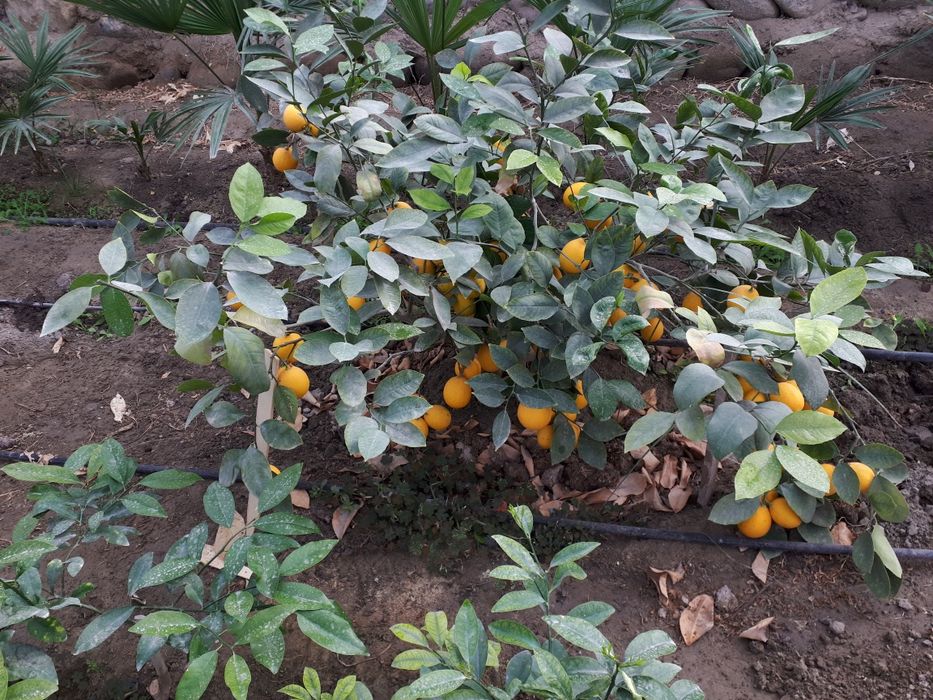 Теплицы лимонария и кумкват, мандарин. Виноградник