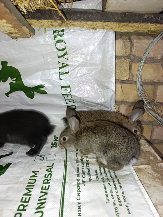 Velikan bollari. Ota strakach