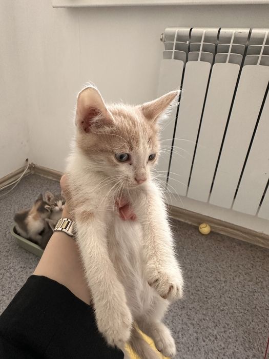 Отдам котят в добрые руки