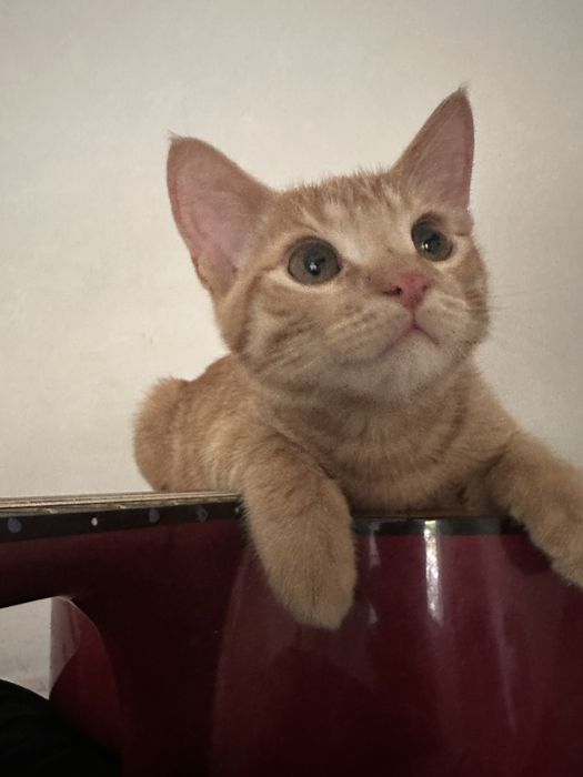 Котенок 4 месяцев