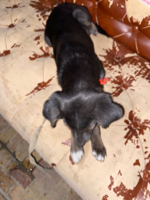 Звоночек девочка отдаю бесплатно в добрые руки кушает все к