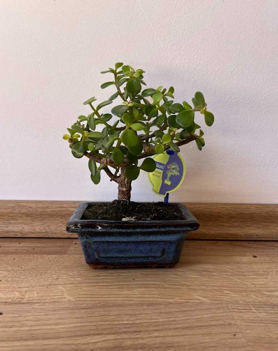 Portulacaria Afra bonsai