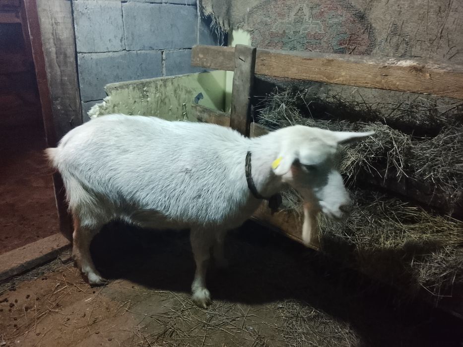 Продам дойную козу