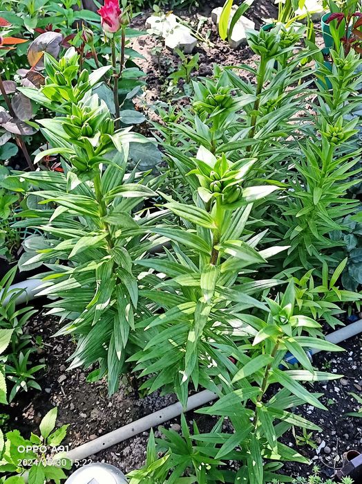 Садовые цветы примула