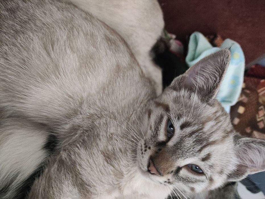 Продаются котята