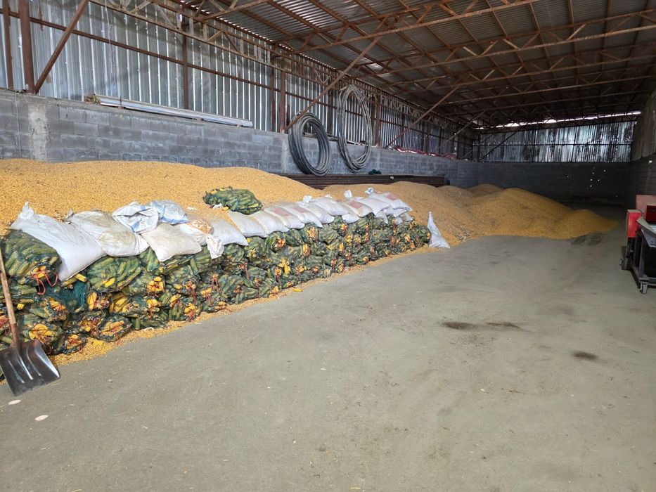 Продам кукурузу в зерне, сухую