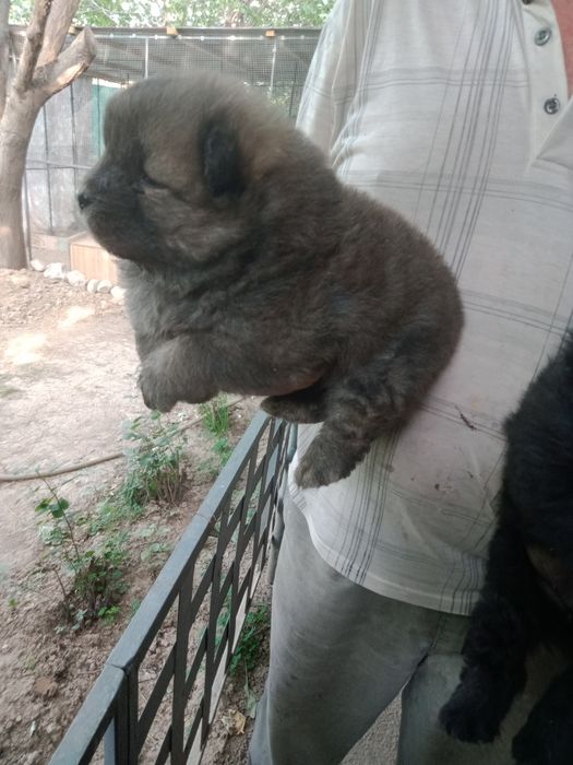 Продаются щенки чау-чау