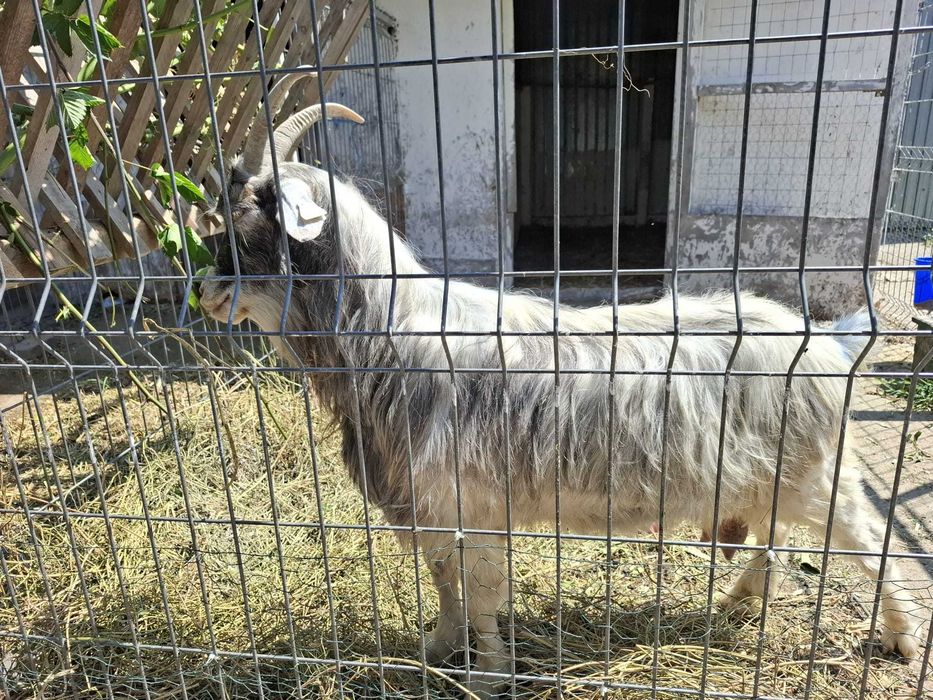Vand 2 capre- una cu lapte