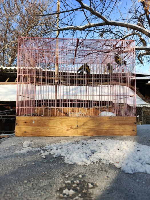 Щеглы  седоголовые простушки.