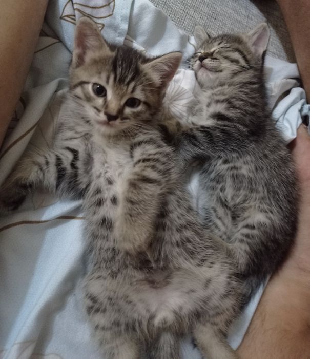Отдам котят в добрые руки