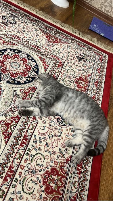 шотландские  котята