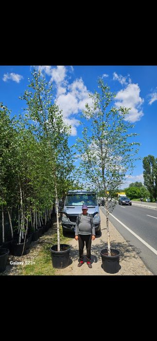 Vindem mesteacăn 3/6 m