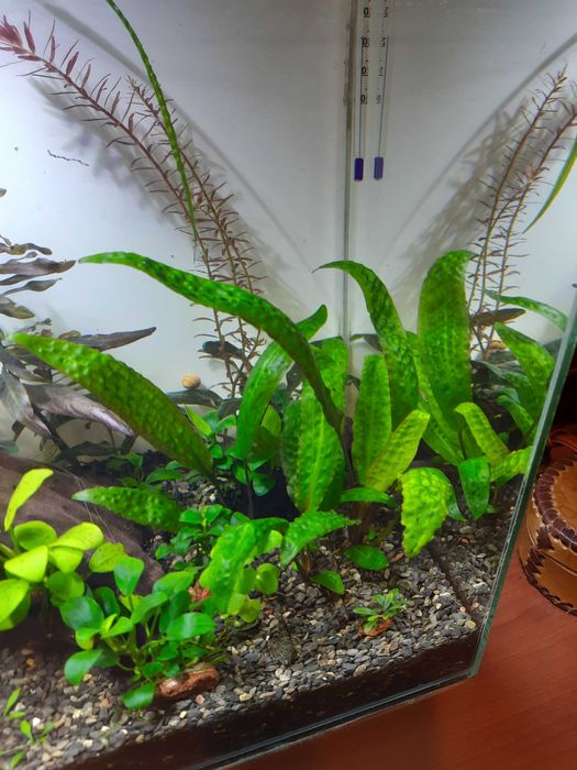 Криптокарина Гудоро