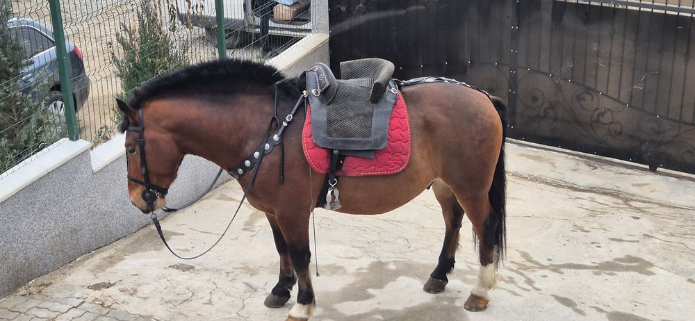 Sa calarie portugheza