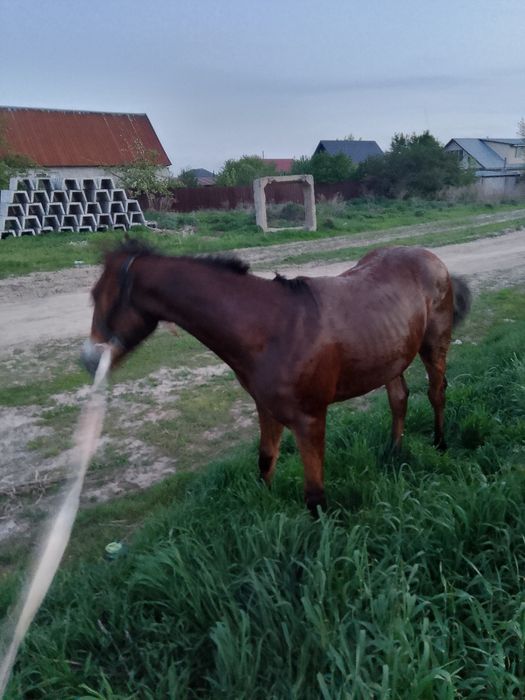 Жылқы баигеде жулели 1.5 жасар