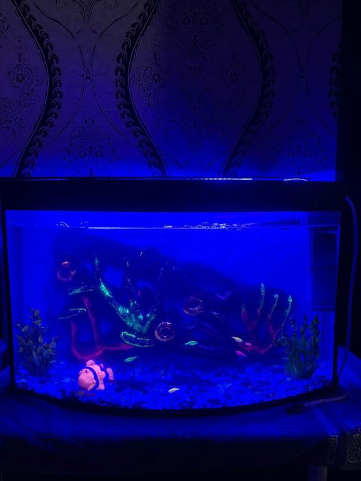 Аквариум  с рыбками
