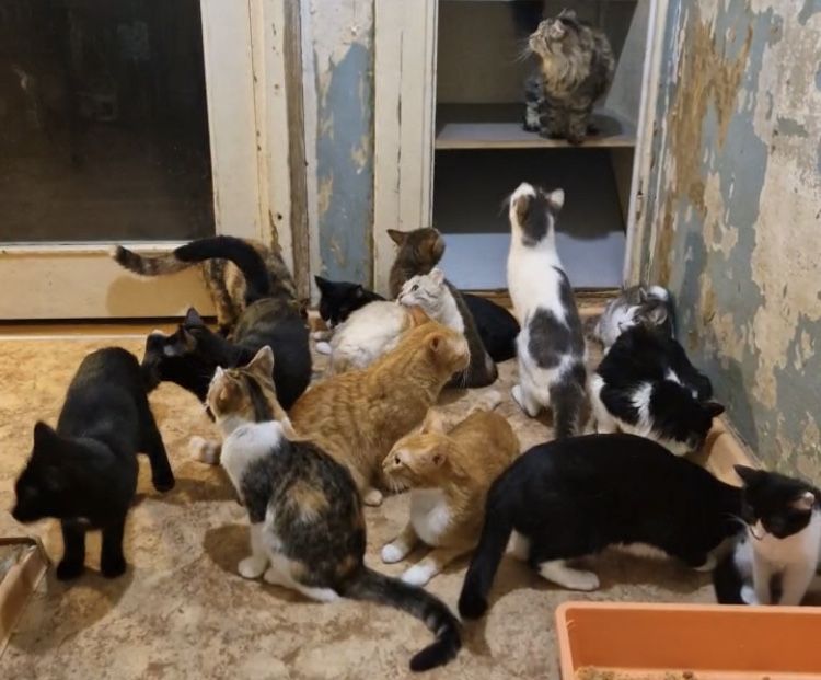 кот кошка котенок