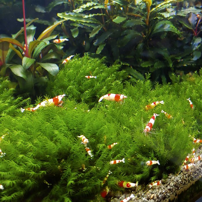 Moss acvariu/Muschi natural Coral Moss/Fissidens/Christmas/Flame/Pelia