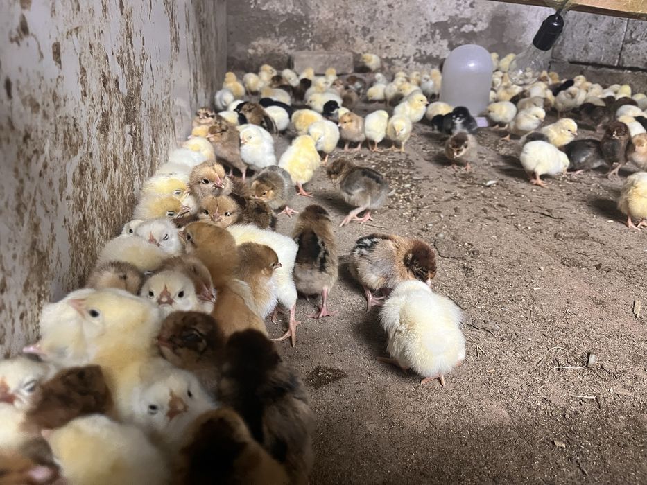 цыплята Адлерские