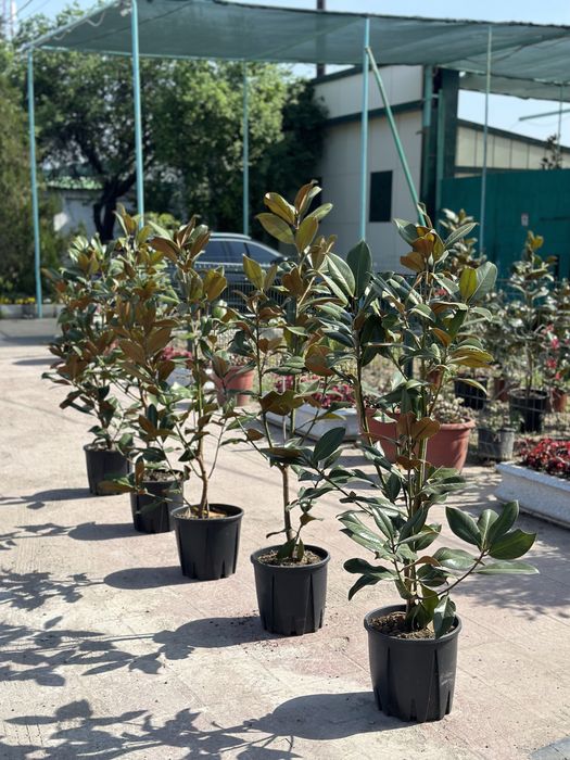 Magnoliya grandiflora Little Gem Italiyaniki