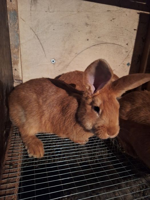 Калифорния  бургун кролики