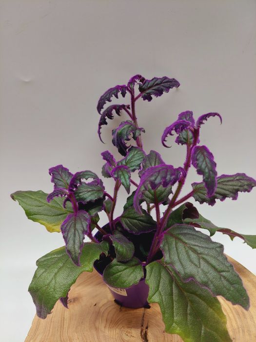 Красивые комнатные растения для дома и офиса!