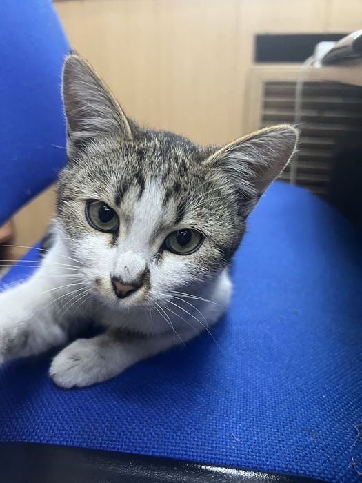 Отдадим котенка  девочка в добрые руки