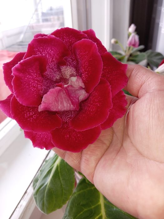 Продам отросток глоксинии