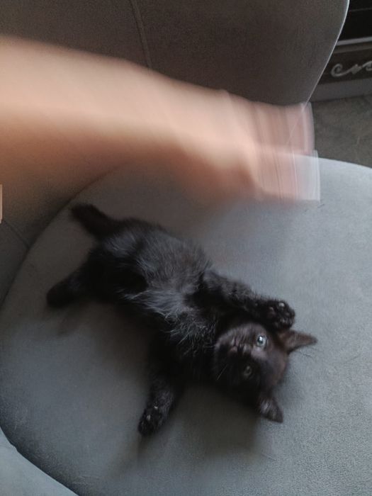 Котенок девочка американский бобтейл