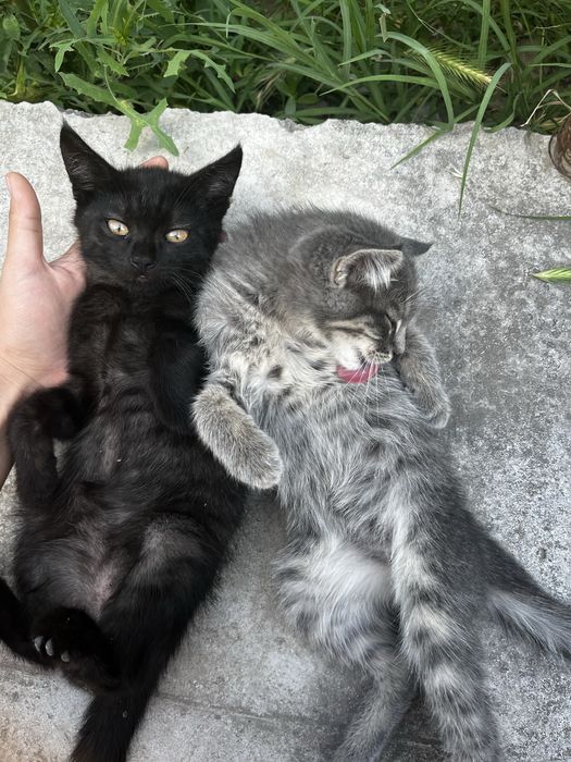Котята милые хорошие мальчик и девочка