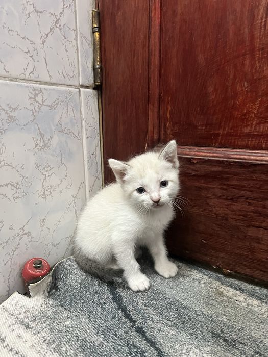 СРОЧНО отдам котят