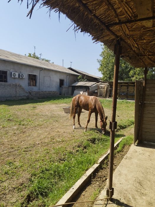 ot sotiladi yeb ichish zoʻr tani joni sogʻ