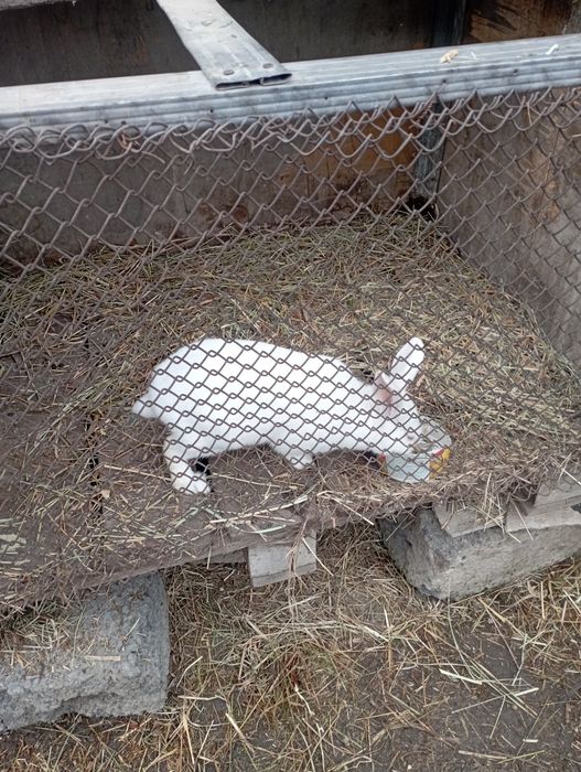 Продам кролика декоративные ручной