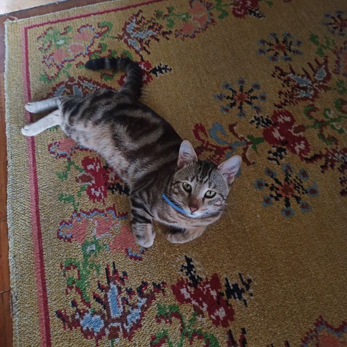 Котик на час или на день
